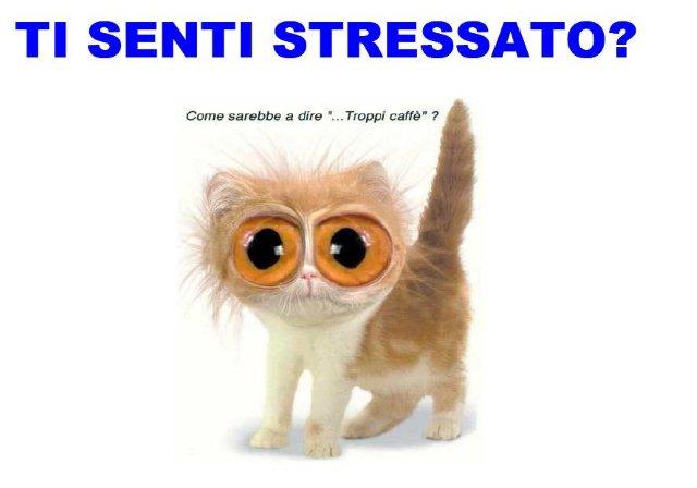 stress_gattino